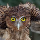 Eagle Owl